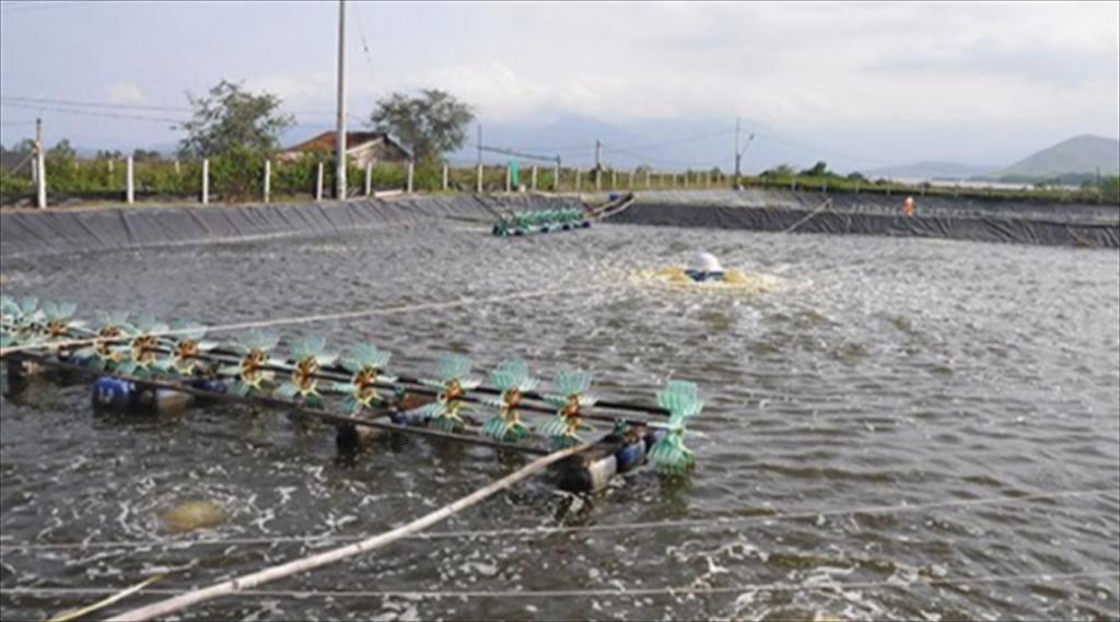 Chọn thời điểm thả giống tôm yếu tố quyết định thành công vụ nuôi