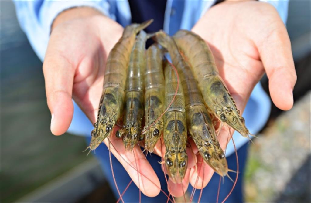 Khoáng chất Nền tảng quan trọng cho sự phát triển toàn diện của tôm