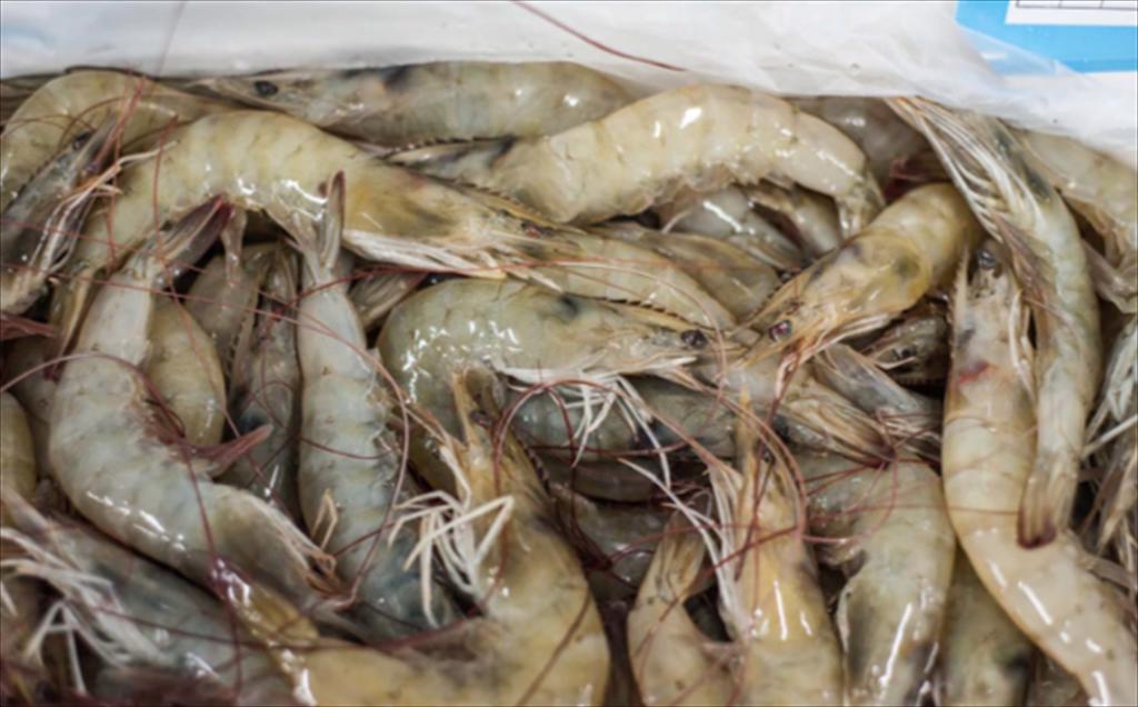 Giá tôm Ecuador tăng nhẹ tại Trung Quốc trong Hội chợ Thủy hải sản Thượng Hải 2025