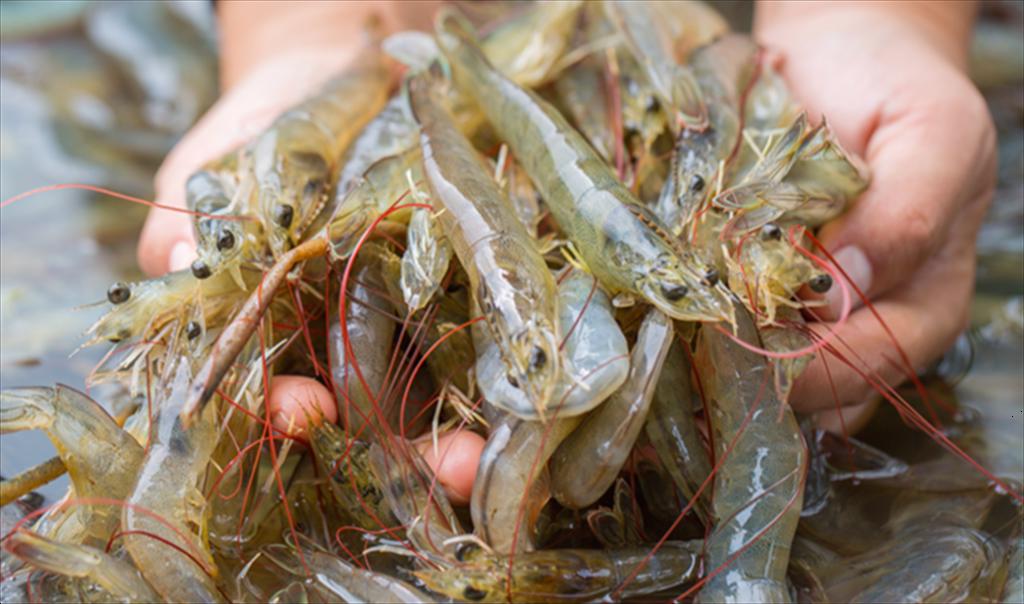 Giá tôm thế giới tuần 35 Giá tôm Ấn Độ ổn định dù lo ngại thuế Mỹ