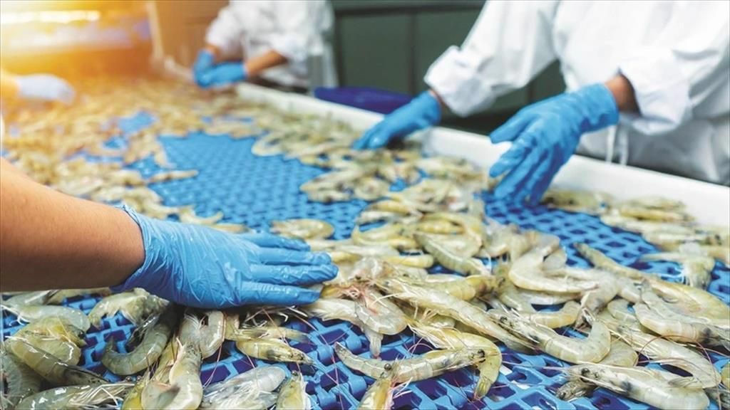 Xuất khẩu tôm Ấn Độ đối mặt thách thức lớn Cơ hội cho tôm Việt Nam 