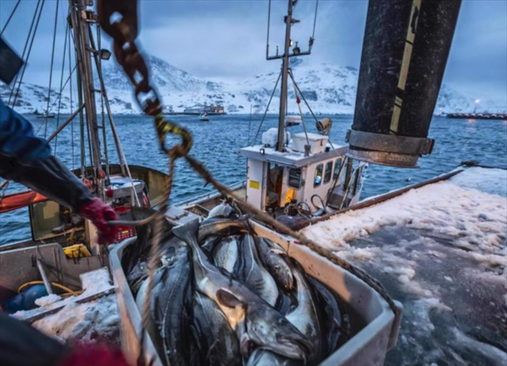 Xuất khẩu thủy sản Na Uy giảm do thuế Mỹ