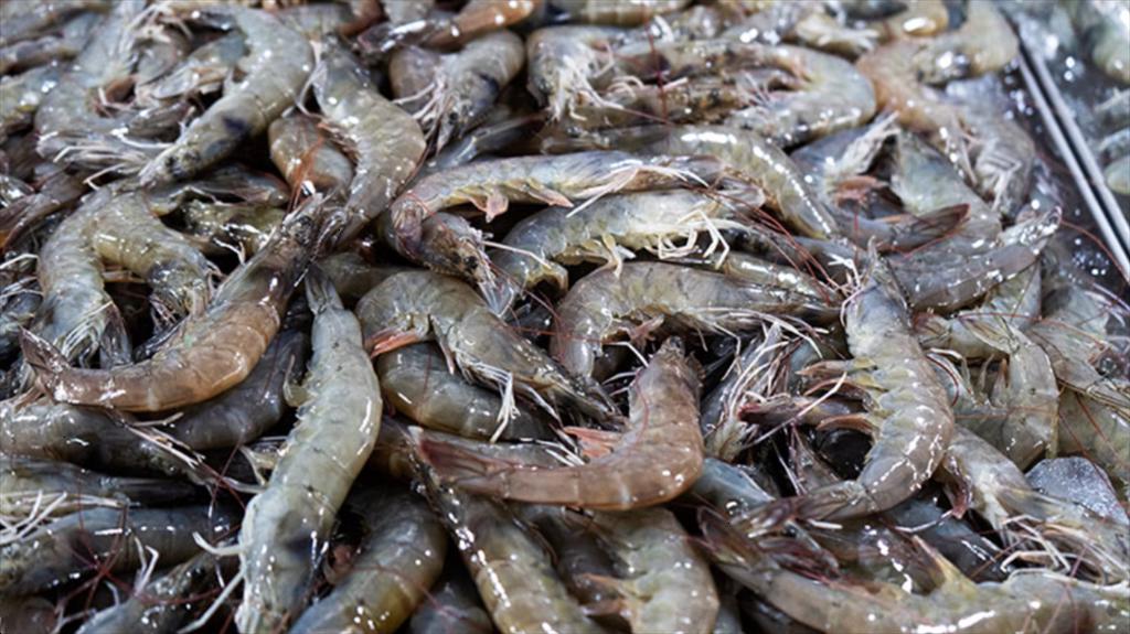 Bringing shrimp back to the domestic market A strategy for a sustainable future