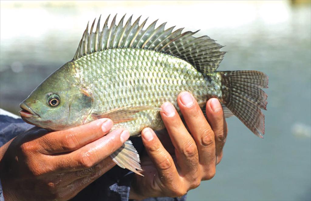 Tilapia – a promising aquatic resource in Vinh Long
