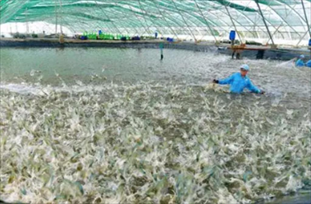 An Giang transforms its shrimp farming models toward sustainable production