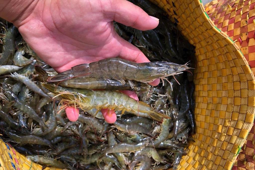 Cần Thơ nuôi tôm nước lợ chủ động ứng phó mùa mưa