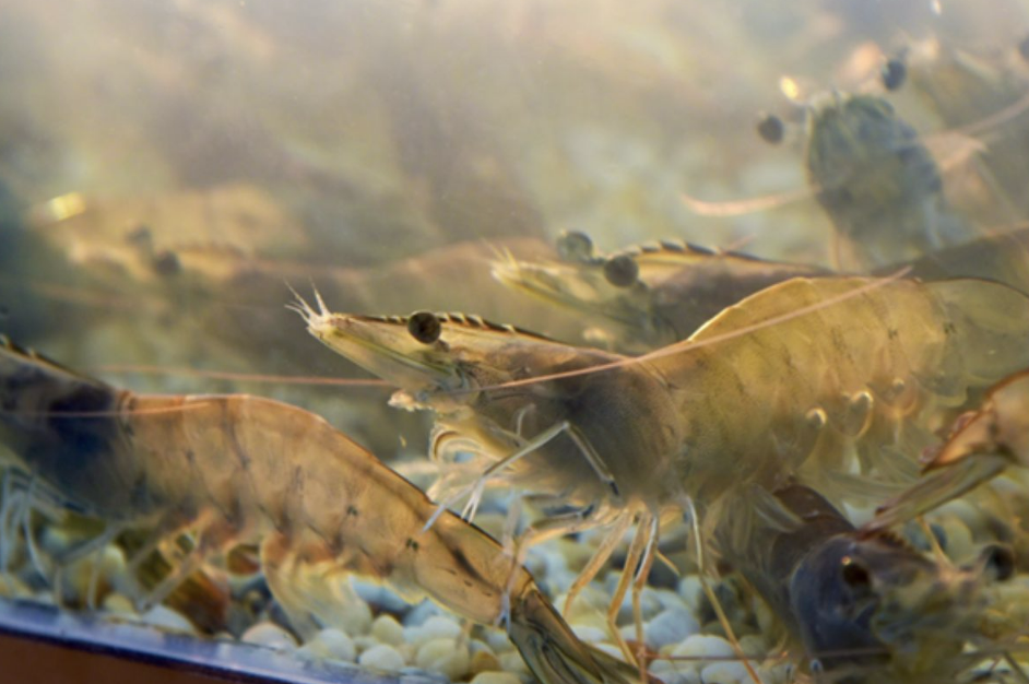 Chiến dịch tiếp thị của Hội đồng tôm toàn cầu nhắm đến các đội bóng bầu dục đại học Mỹ