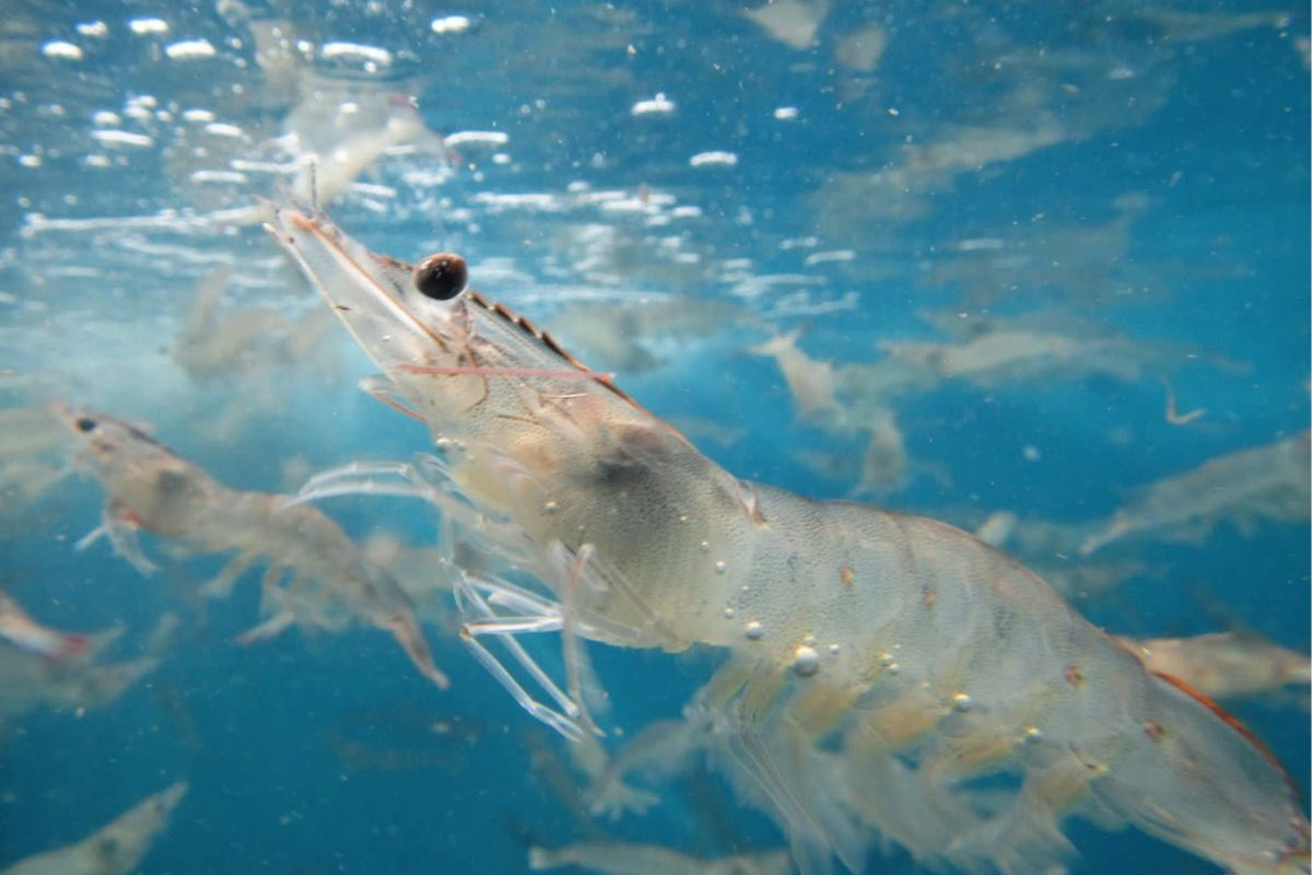 Người mua tôm Mỹ đối mặt chi phí tăng do phụ thuộc vào Ấn Độ