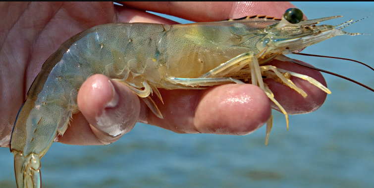 Pháp thách thức vị thế dẫn đầu nhập khẩu tôm của Tây Ban Nha tại EU