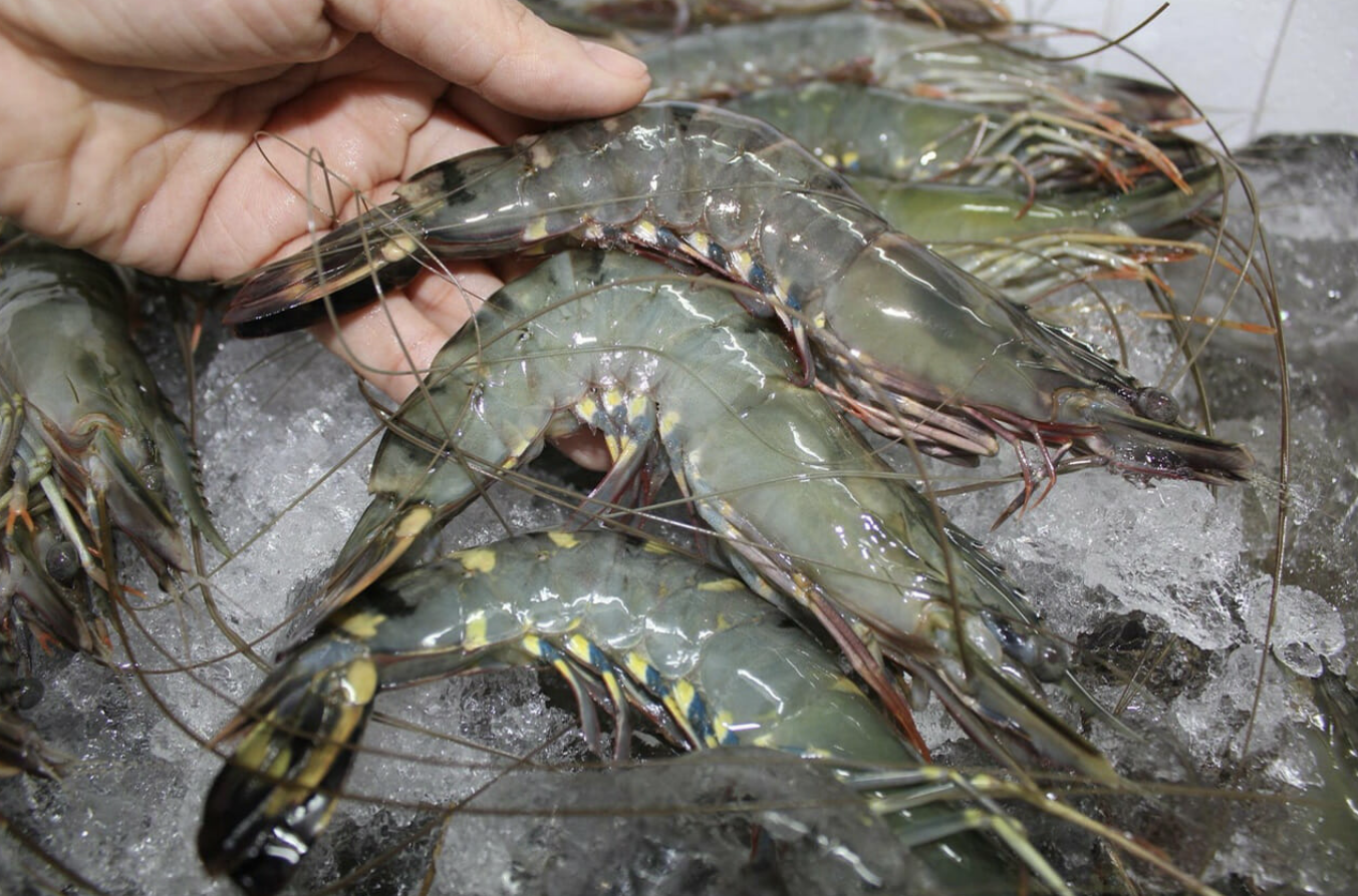 Chiến dịch của GSC có thể thúc đẩy tiêu thụ tôm nội địa tại Indonesia