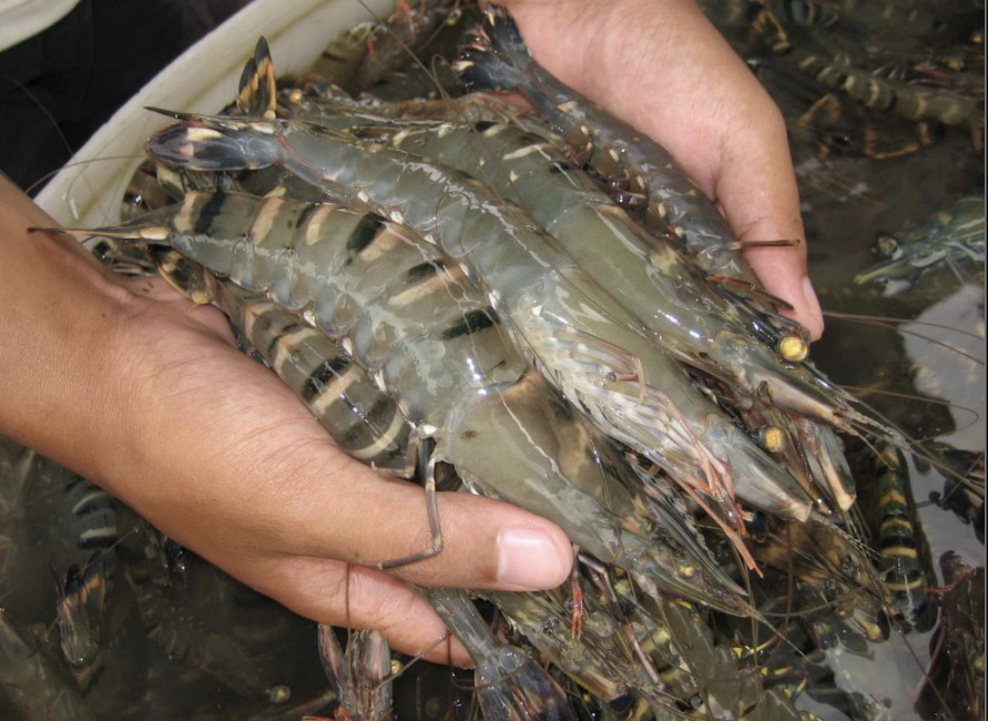 Tình hình nhập khẩu tôm của Hoa Kỳ trước ngưỡng thuế quan cao hơn