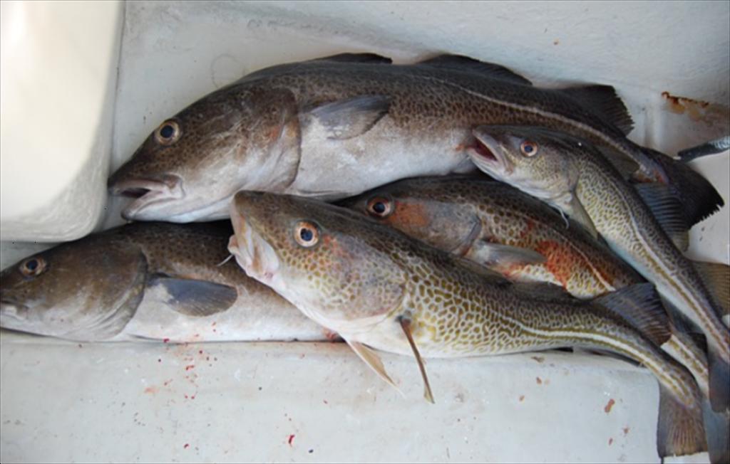 Scotland Giá cá tuyết tăng, cá haddock giảm trong tuần đầu tháng 92025