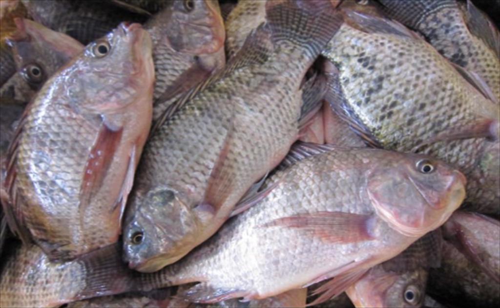 Giá cá rô phi Trung Quốc ổn định 