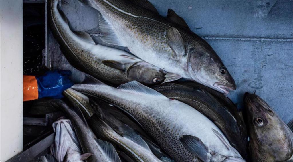 Na Uy Giá cá tuyết biến động mạnh, cá saithe tăng kỷ lục