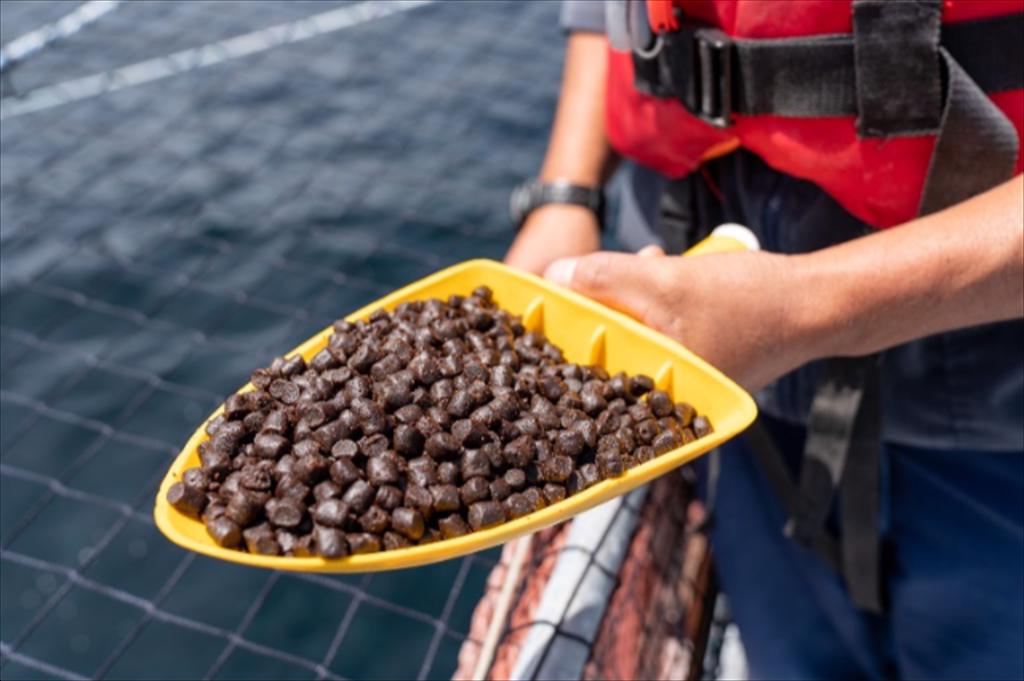 IFFO Sản lượng bột cá, dầu cá thế giới đạt mục tiêu năm 2025