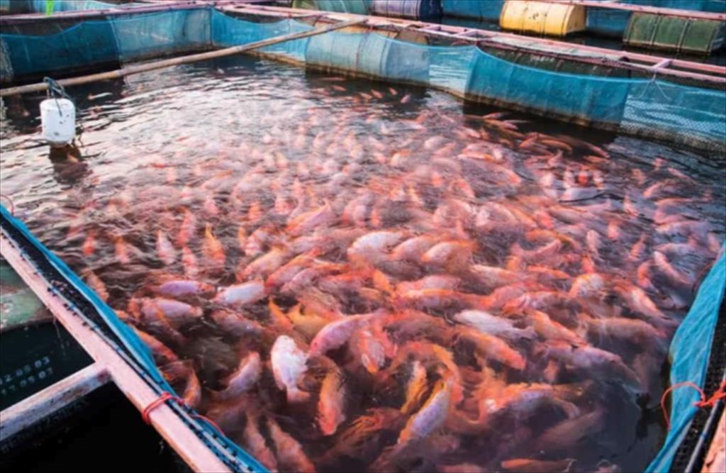 Tận dụng phụ phẩm nấm để sản xuất thức ăn cho cá rô phi tại Philippines