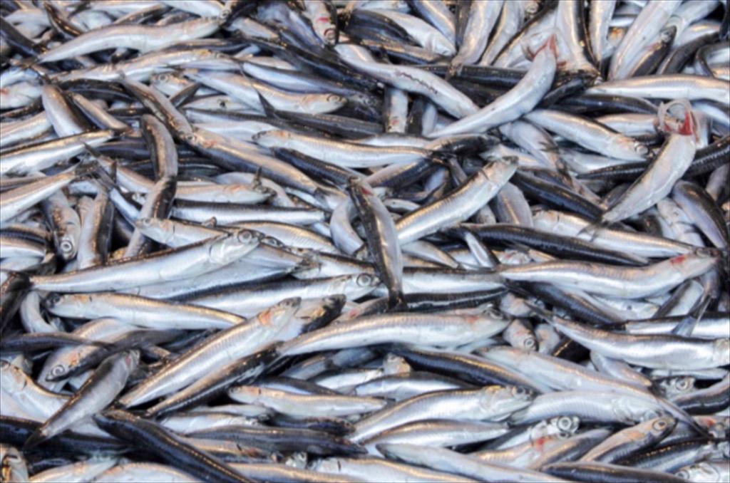 Chile và Peru hợp tác giám sát sinh khối cá cơm bền vững