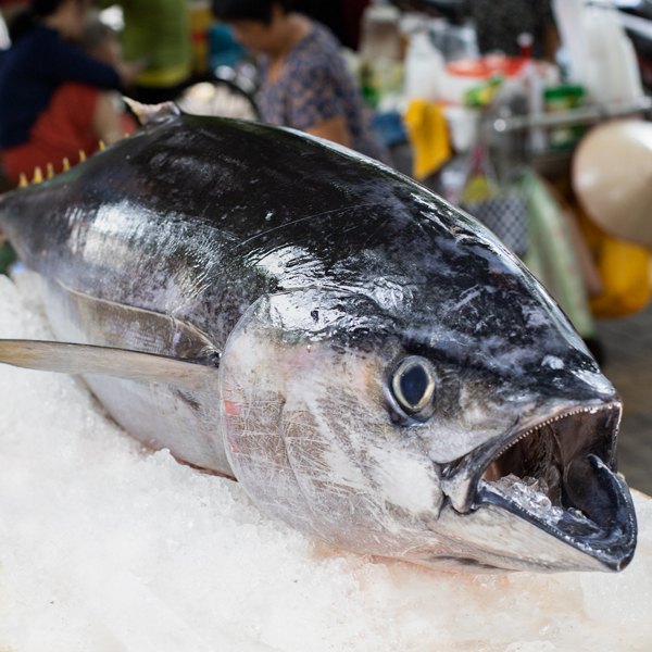 Infographic Xuất khẩu Cá ngừ của Việt Nam 8 tháng đầu năm 2025