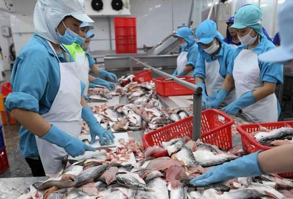Vietnamese pangasius Overcoming trade challenges, exports reach $1.4 billion after 8 months 