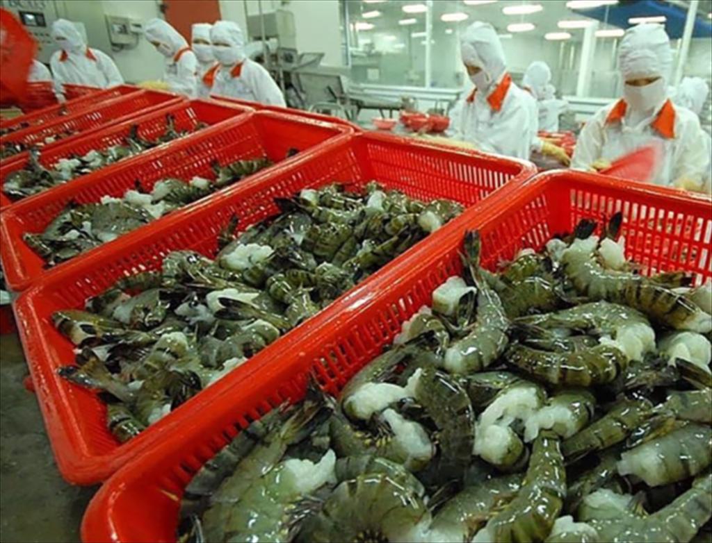 Vietnam’s shrimp exports in august 2025 Sustaining growth momentum, preparing for new challenges