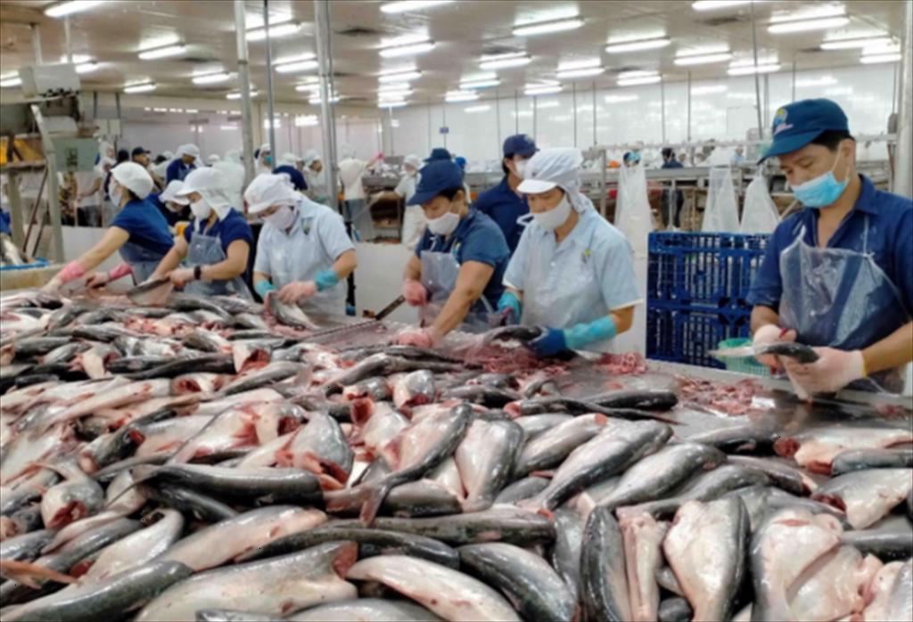 Vietnam’s pangasius market in the second half of 2025 Tight supply, export prices show signs of recovery