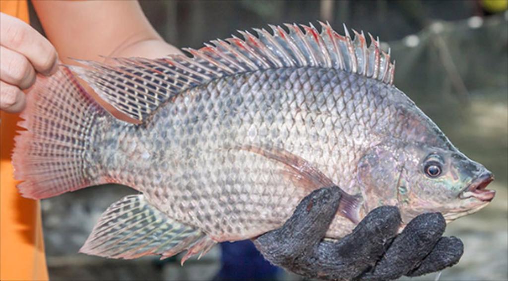 Saltwater tilapia A potential direction to ease pressure on the shrimp industry