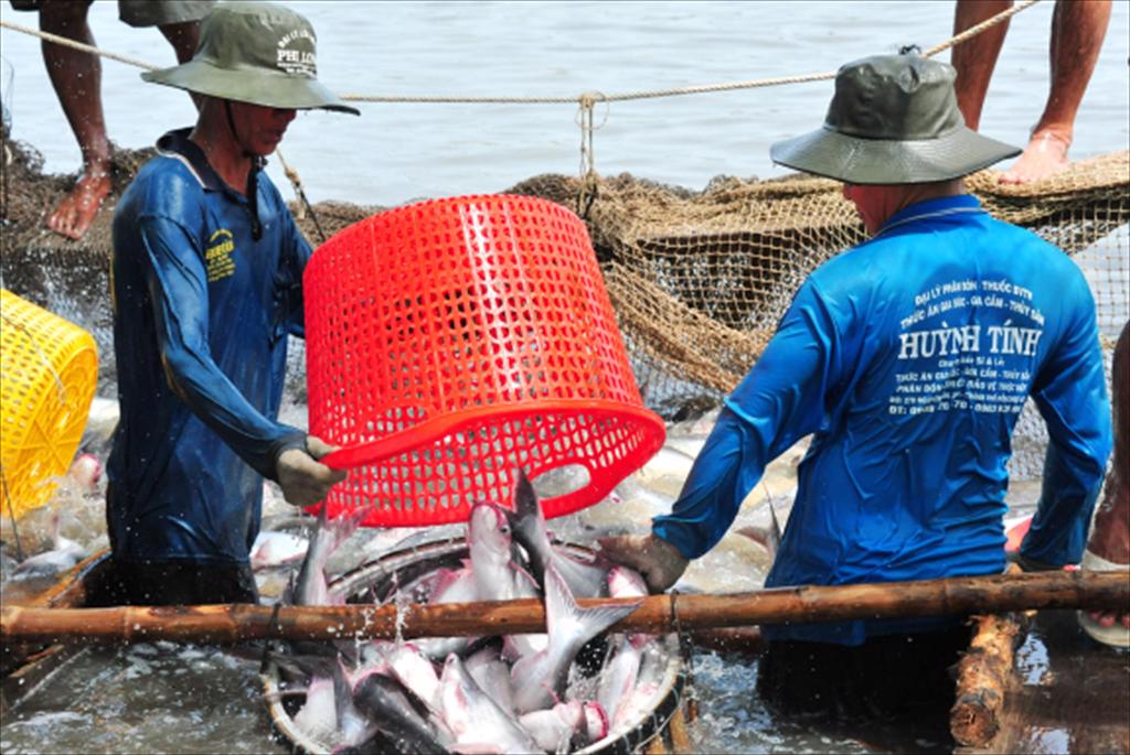 Dong Thap restructures pangasius sector towards sustainability