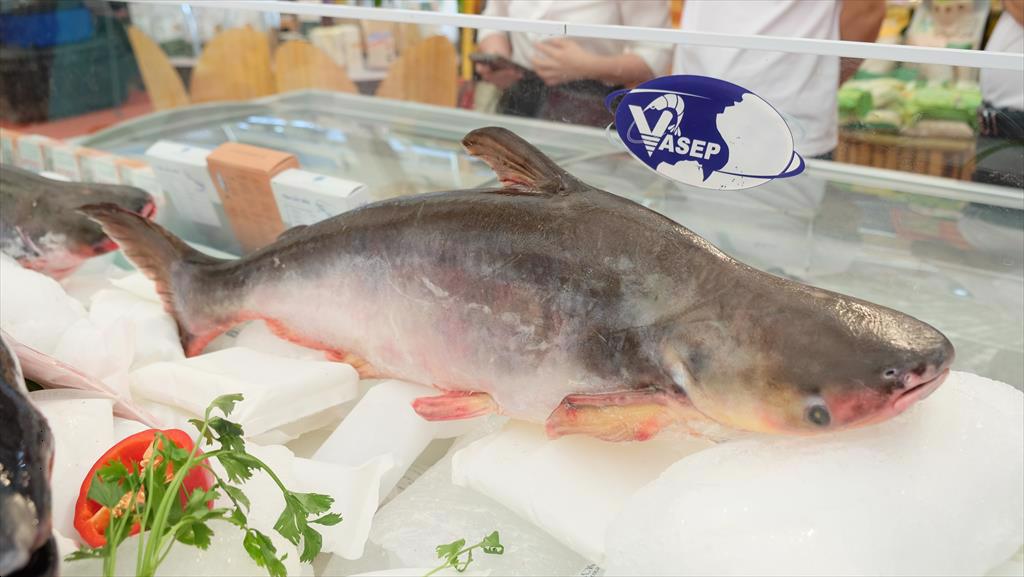 Infographic Xuất khẩu cá tra Việt Nam 8 tháng đầu năm 2025