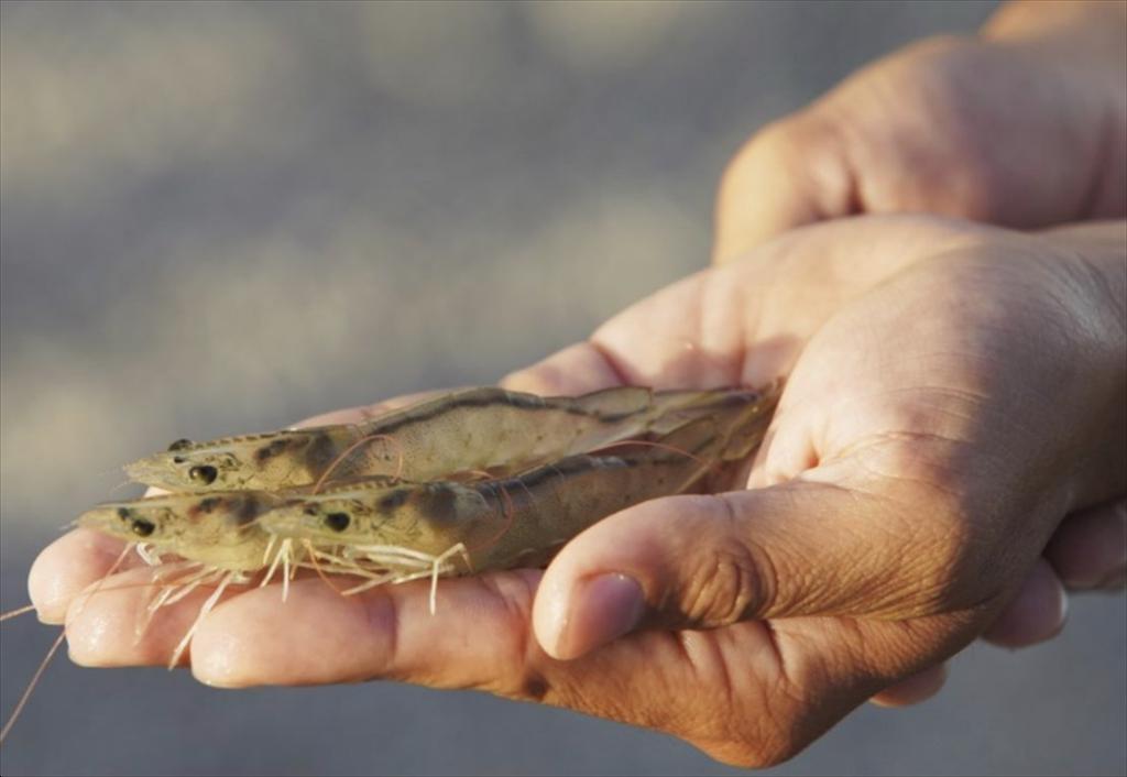 Ngành tôm Ấn Độ lao đao vì mức thuế từ Mỹ