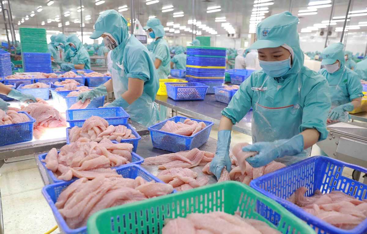 XK cá tra Việt Nam: Trung Quốc giảm tốc, CPTPP và Nam Mỹ thành động lực tăng trưởng
