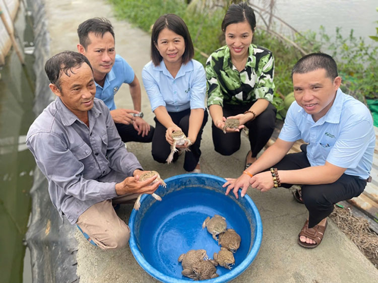 Mô hình ếch – cá rô phi ở Hải Phòng kết hợp đôi để tăng thu nhập