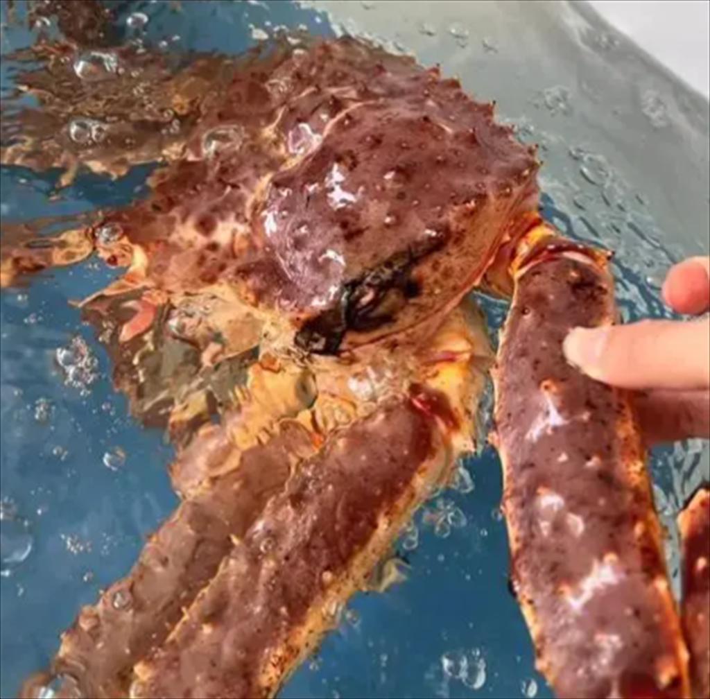 Cua hoàng đế lớn của Na Uy tăng giá, thị trường Mỹ tiếp tục khan hàng