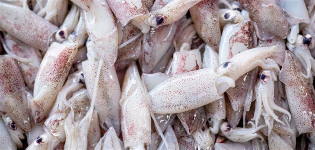 Giá mực ống Peru tại Trung Quốc tiếp tục tăng do nguồn cung thắt chặt