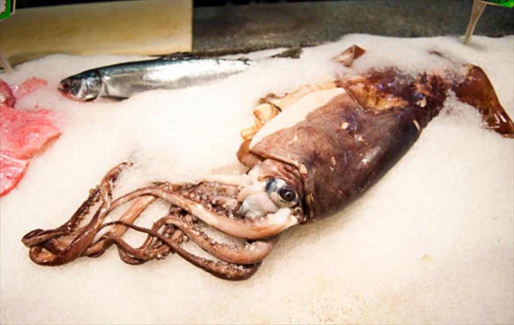 Calamasur phản đối việc loại bỏ đánh giá trữ lượng mực khỏi chương trình nghị sự SPRFMO