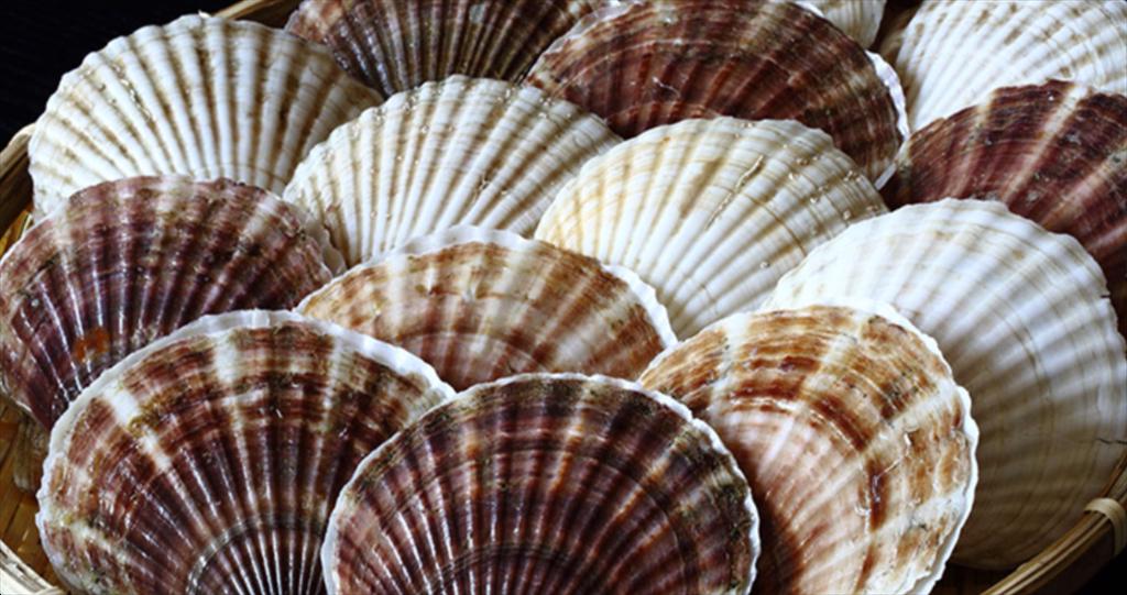 Sản lượng sò điệp Mỹ tăng vọt tại New Bedford