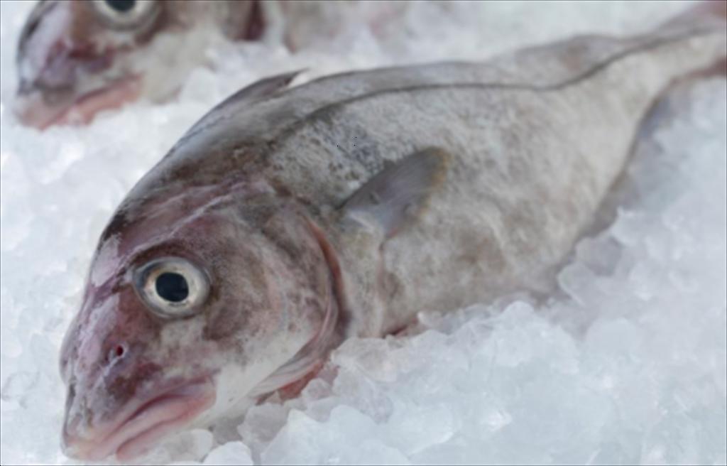 Ba phần tư cá thịt trắng toàn cầu đạt chứng nhận MSC bền vững