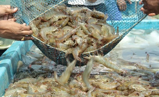 Ấn Độ Ngành tôm thiệt hại 2,8 triệu USD do thuế Mỹ