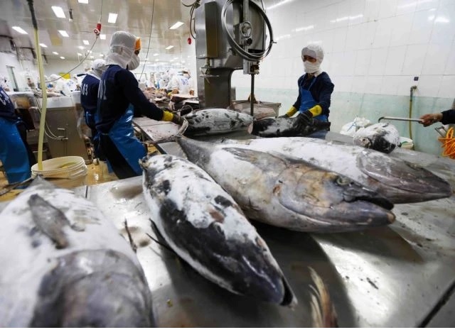 Thị trường cá ngừ Trung Quốc được dự báo sẽ thúc đẩy nguồn cung toàn cầu đến năm 2030