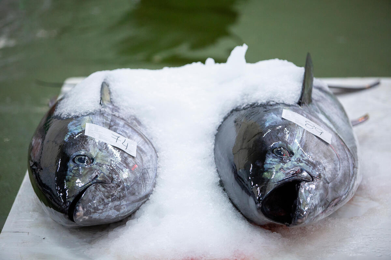 “Cơn bão” FTA tàn phá ngành cá ngừ đóng hộp châu Âu 