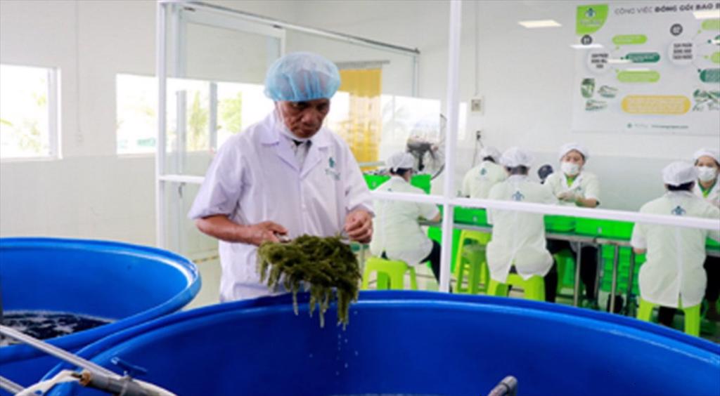 Người tiên phong đưa rong nho Việt Nam vươn ra thế giới