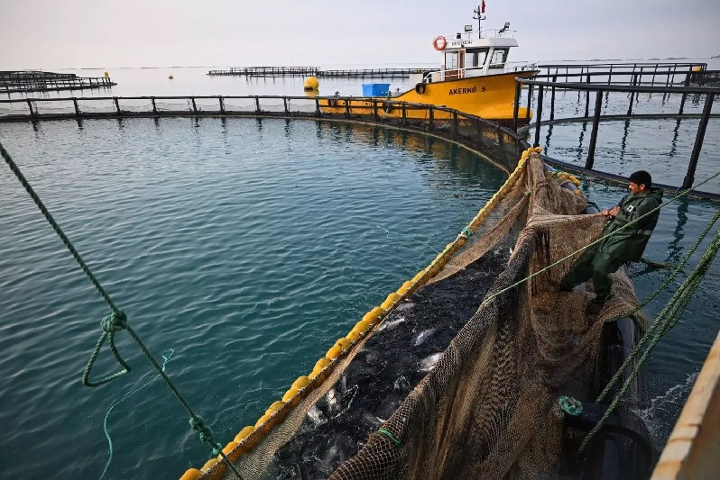 Thổ Nhĩ Kỳ đẩy mạnh xuất khẩu thủy sản sang Nhật Bản
