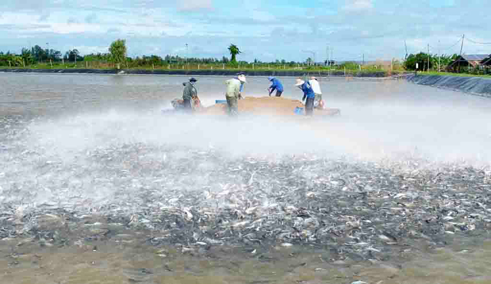 Phát triển bền vững ngành cá tra tại An Giang