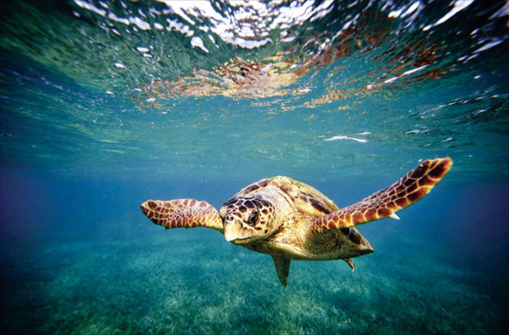 Hiệp ước biển cả của Liên hợp quốc được phê chuẩn, có hiệu lực vào năm 2026