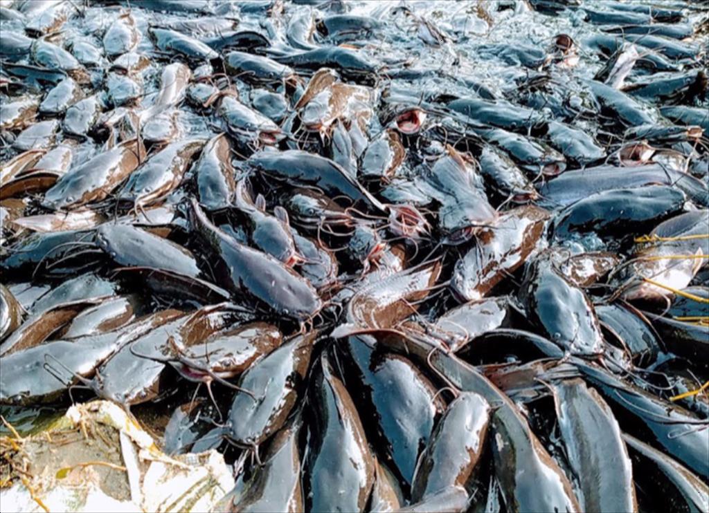 ASC mở cuộc tham vấn về việc đưa cá da trơn vào Tiêu chuẩn Trang trại