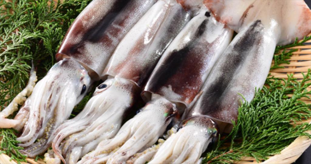 Nghề đánh bắt mực ở Argentina bị đe dọa do thiếu kiểm soát