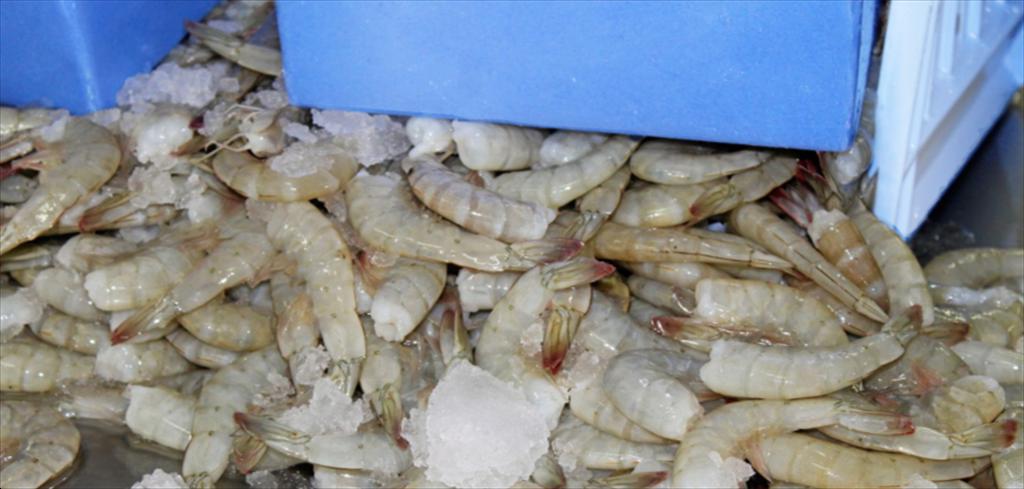 Trung Quốc Nhập khẩu tôm nước ấm đông lạnh tiếp tục phục hồi trong tháng 8