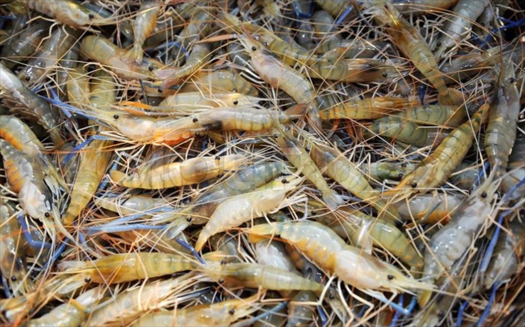 Ả Rập Xê Út cấp phép xuất khẩu tôm từ Bangka Belitung (Indonesia)