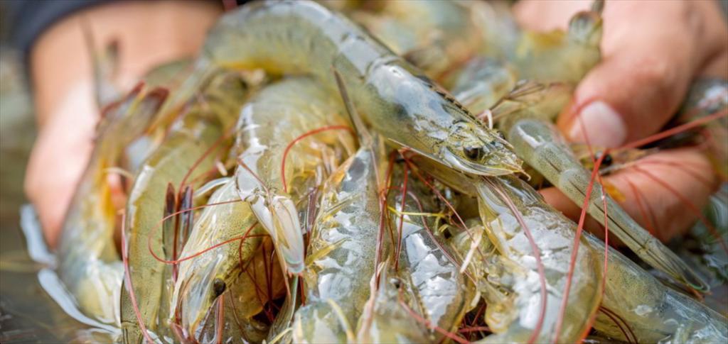 Ngành tôm Ecuador công bố chuyển đổi sang năng lượng sạch khi giá dầu diesel tăng mạnh