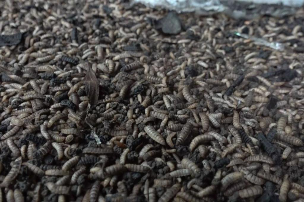 Tằm sống và ruồi lính đen Vũ khí mới trong cuộc cách mạng thức ăn thay thế của Ấn Độ