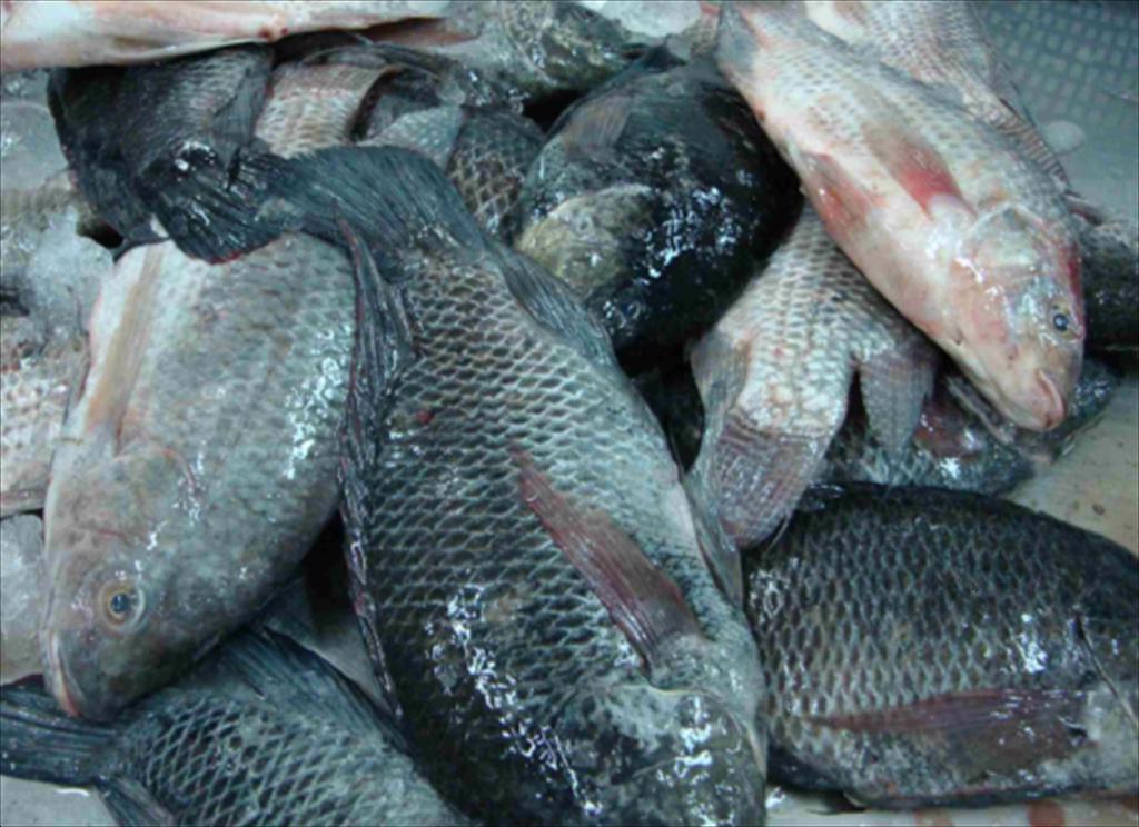 Vietnam’s tilapia exports in the first 8 months of 2025 hit a 5-year high
